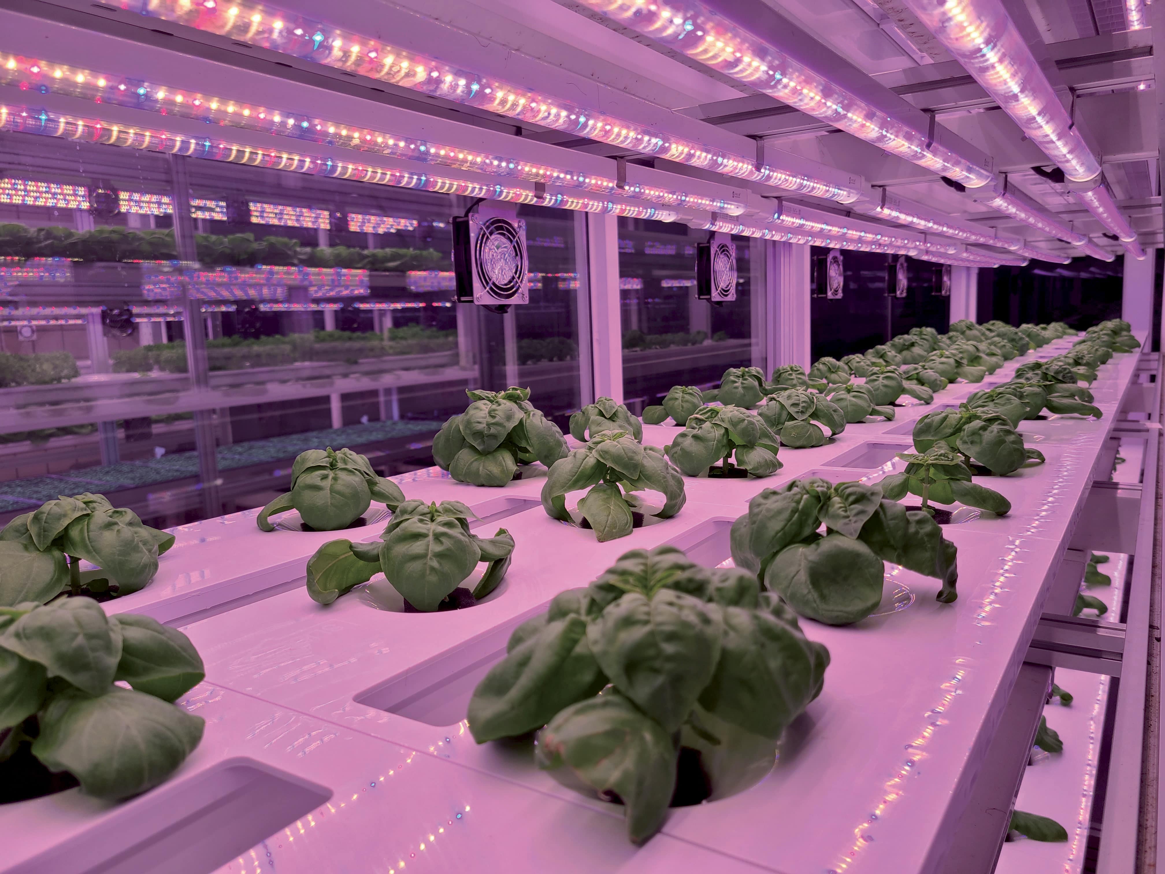 Odkrijte naš pristop, namenjen Vertical Farming