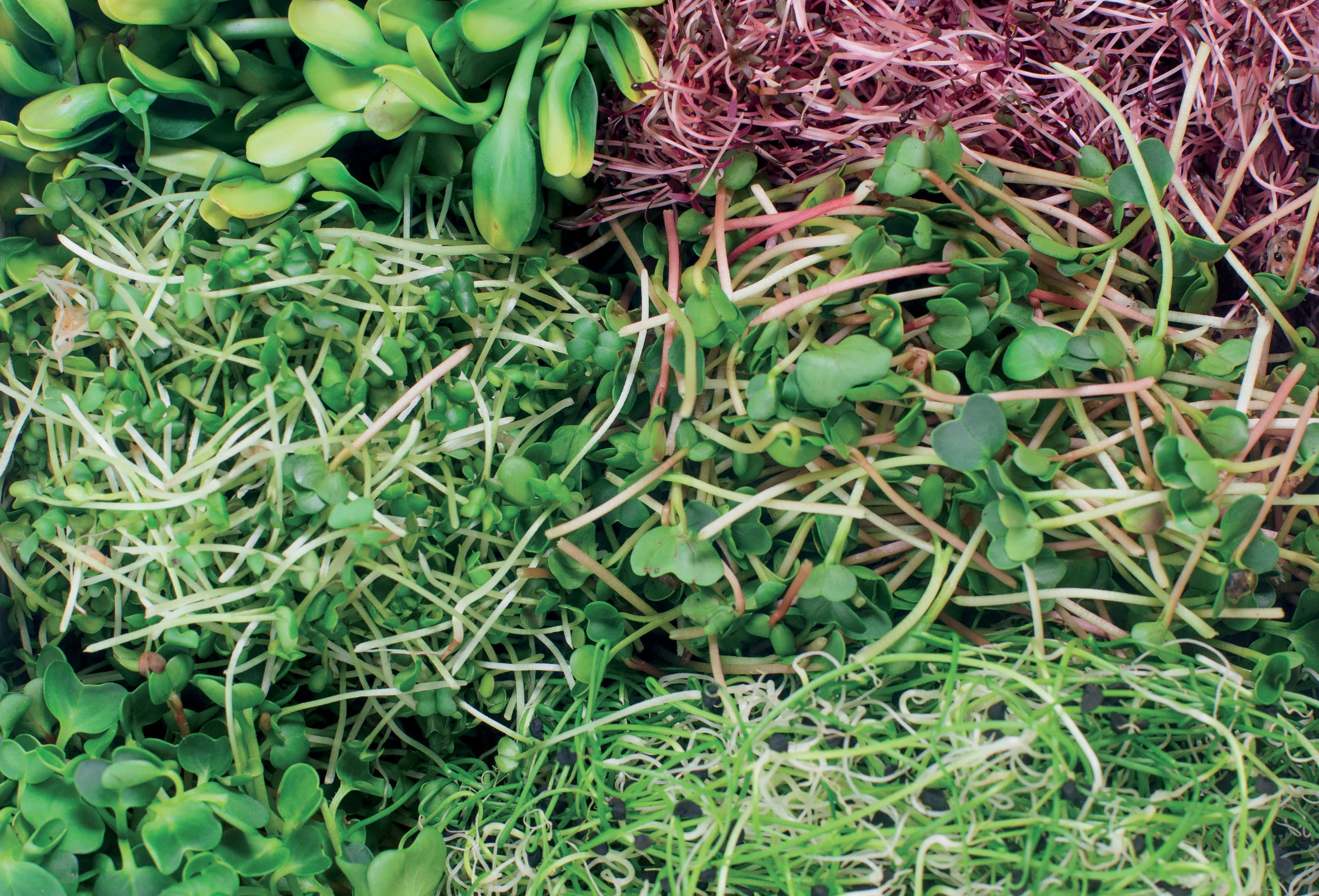 Odkrijte našo paleto Microgreens